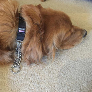 Martingale Collar for Biking and Walking