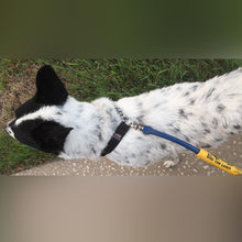 Martingale Collar for Biking and Walking