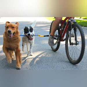 Dog Coupler for Biking and Walking