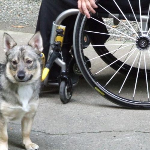 Special Needs Bike Tow Leash Shortened for Wheel Chairs